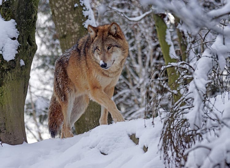 La Maison des loups Orlu Ariege